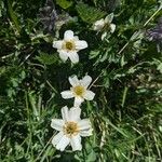 Callianthemum coriandrifolium Квітка