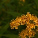 Solidago giganteaVirág