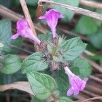 Clinopodium vulgare 花