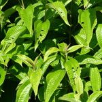 Miconia affinis Leaf