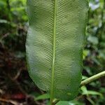 Coniogramme africana Hoja