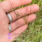 Vicia parviflora Blomst