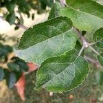 Malus pumila Leaf