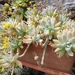 Sedum pachyphyllum Flower