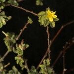 Turnera diffusa Συνήθη χαρακτηριστικά