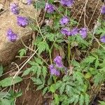 Phacelia bipinnatifida Flor