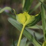 Euphorbia serrata Žiedas