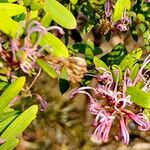 Grevillea sericea