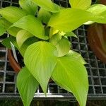 Homalomena lindenii Leaf