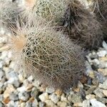 Echinocereus engelmannii Liść