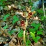 Orobanche gracilisKvet