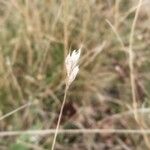 Danthonia decumbens Fruit