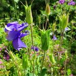 Aquilegia sibirica Fruit