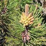 Pinus contorta Květ