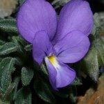 Viola diversifolia Yeri