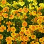 Tagetes tenuifolia Квітка