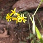 Senecio ampullaceus Кветка