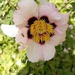 Paeonia rockii Kvet