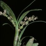 Eria clavata Habit