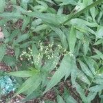 Lasiacis ruscifolia Hoja