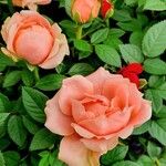 Rosa lucieae花