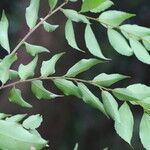 Drypetes gerrardii Leaf