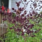 Syringa josikaea Leaf