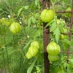 Cardiospermum halicacabum Blatt