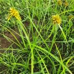 Cyperus grandibulbosus Hoja