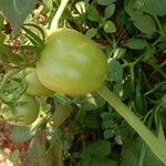 Solanum lycopersicum Frucht