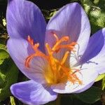 Crocus speciosus Blüte