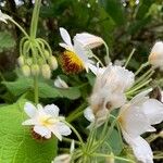 Sparrmannia africana പുഷ്പം