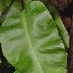 Elaphoglossum crinitum 葉