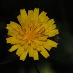 Crepis lampsanoides Žiedas