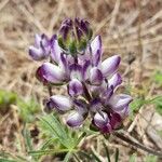 Lupinus microcarpus ᱵᱟᱦᱟ