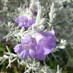 Eremophila nivea 花