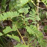 Machaerium isadelphum Leaf