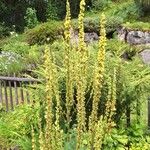 Verbascum nigrum Blüte