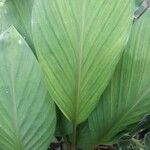 Boesenbergia rotunda Leaf