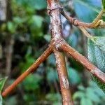 Viburnum tinus Rinde