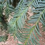 Taxus brevifolia ഇല