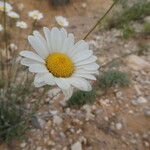 Leucanthemum pallens Fiore