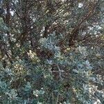 Quercus ilex عادت داشتن