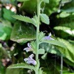 Lobelia inflata Leaf