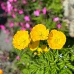 Papaver cambricumFlower