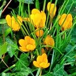 Crocus chrysanthus Hábito