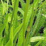 Plantago argentea Deilen