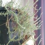 Senecio radicans Hoja