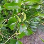 Smilax aspera Likasa