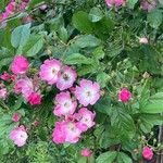 Rosa setigera Blüte